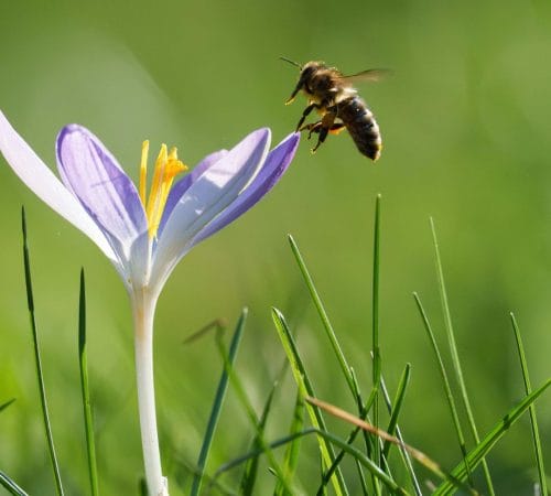 Biodiversity Monitoring